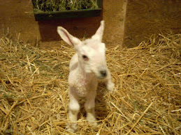 Anid's newborn BFL ewe