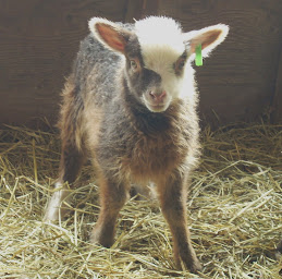 A Favorite Ewe Lamb