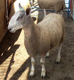 G4 ram lamb BFL
