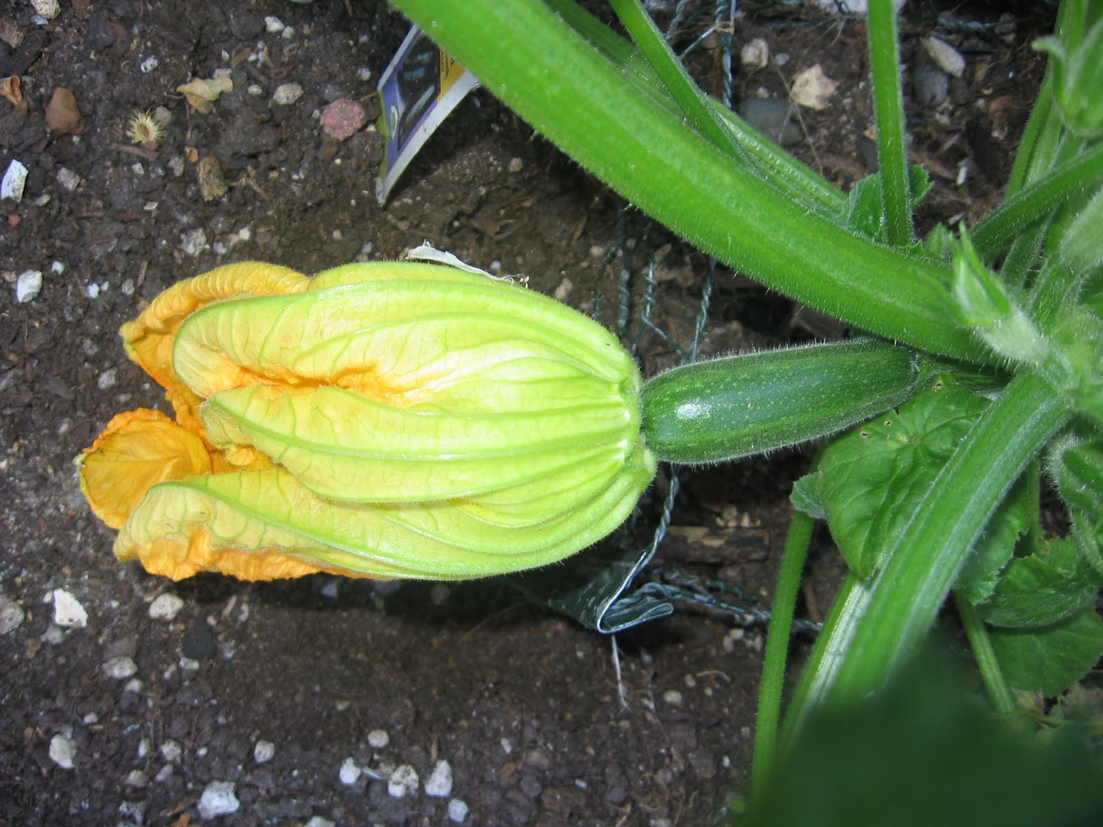 BB's Bountiful Backyard Zucchini Blossom!