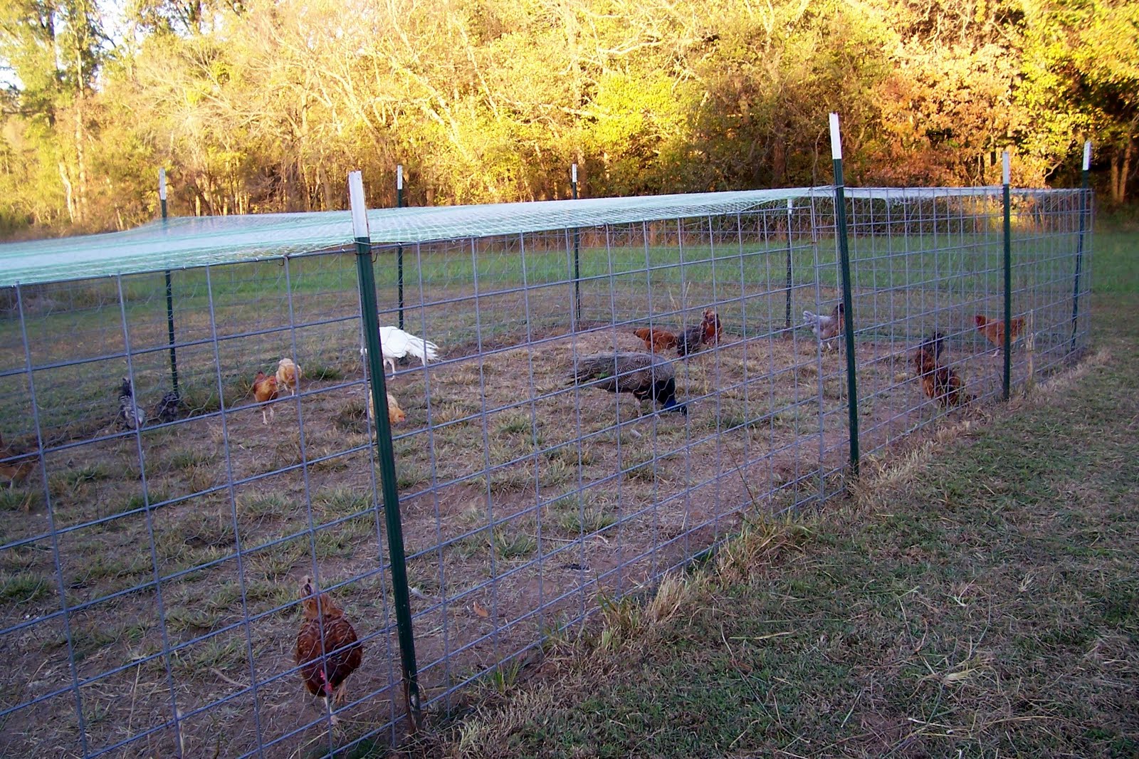 Забор для гусей своими руками из подручных