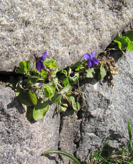 doftvioler viol viola odoratus inspiration lila