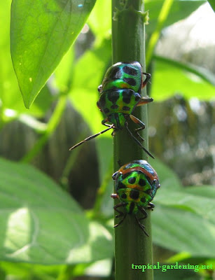 iridescent beetles