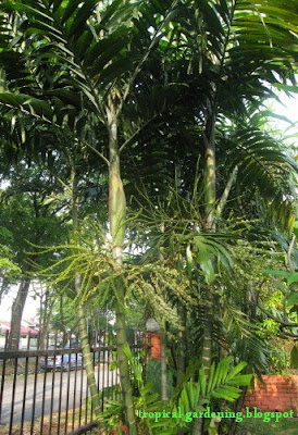 Ptychosperma palm trees
