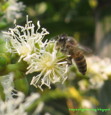 bee collecting pollen on Ptychosperma