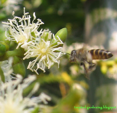 bee collecting pollen on Ptychosperma