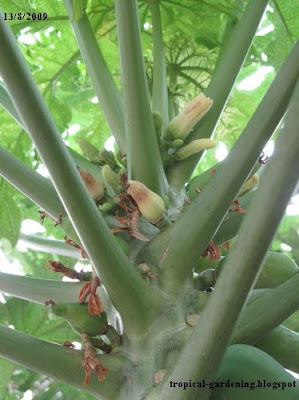 carica papaya flowers