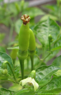 organic chili flower 