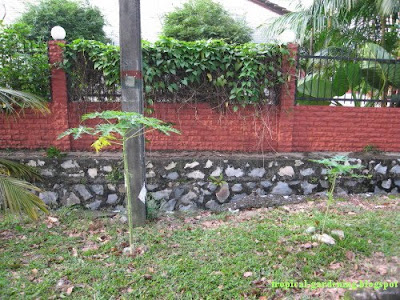 organic papaya tree malaysia