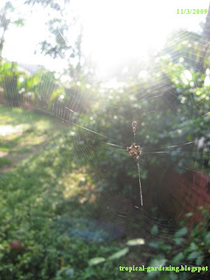 spider in Malaysia