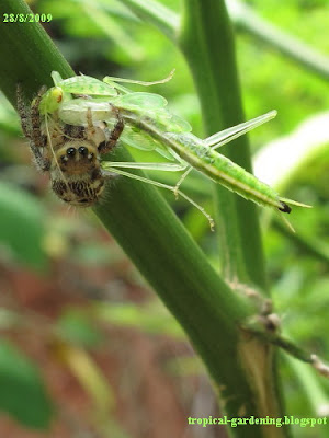 spider eating mantis in Malaysia close up