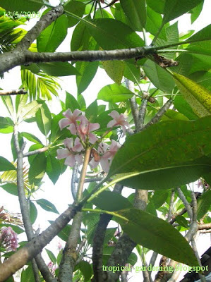 frangipani Plumeria rubra malaysia