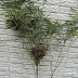 Bird's nest - recycling rawks!