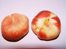 pesca tabbacchiera dell'Etna