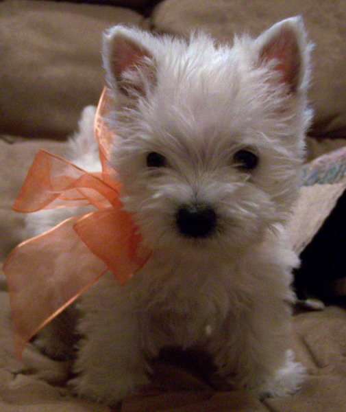 How to Train Westie Puppies (5 Steps) | eHow