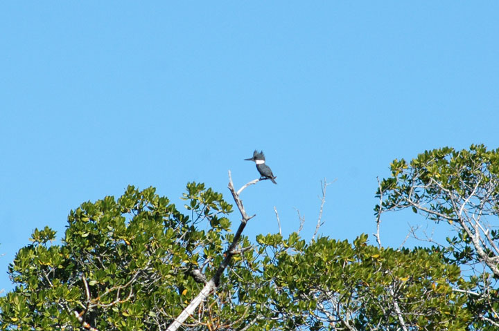 [019-Kingfisher-DDWR-2-3-10-.jpg]