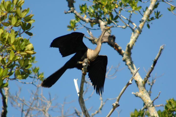 [031-Anhinga-DDWR-2-3-10.jpg]