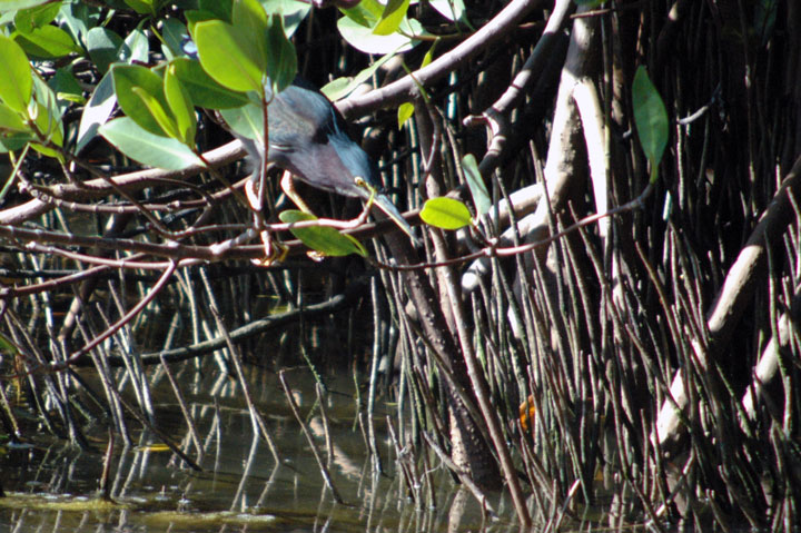 [021-Green-Heron-DDWR-2-3-10.jpg]