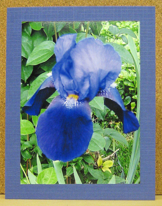 [Iris-Card-Series--09-09-001.jpg]