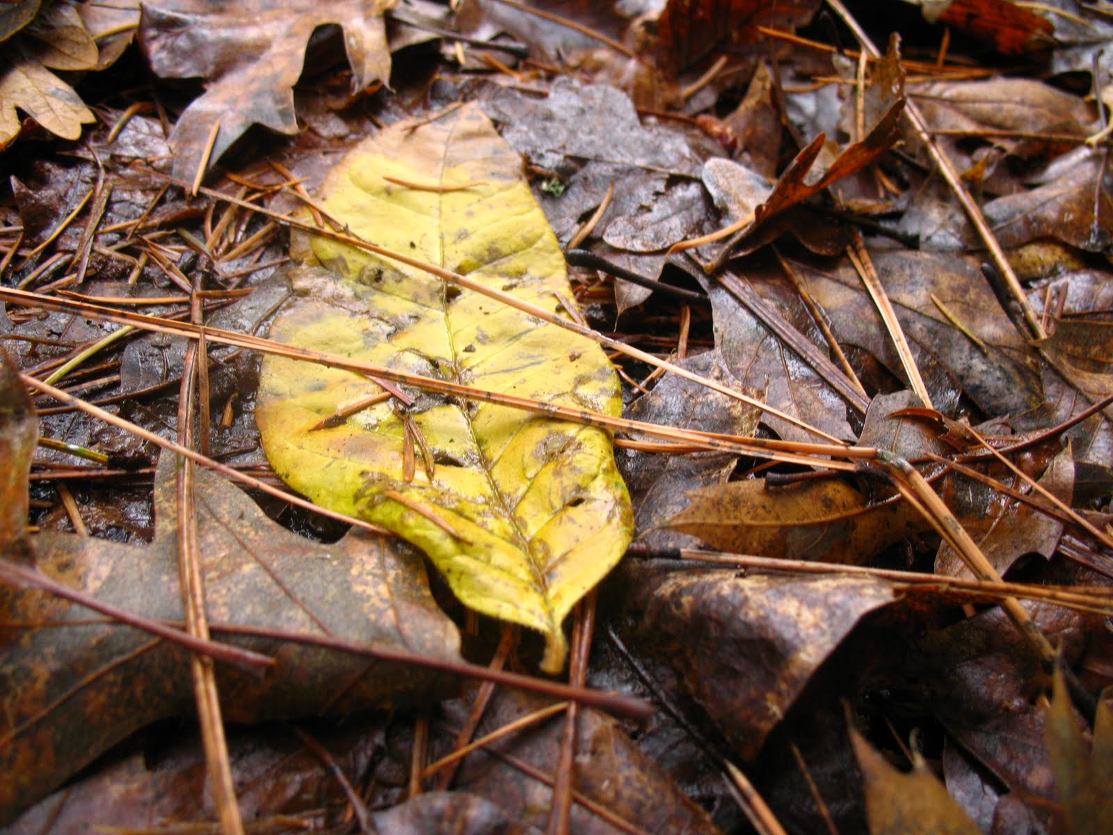 [Yellow+leaf.JPG]