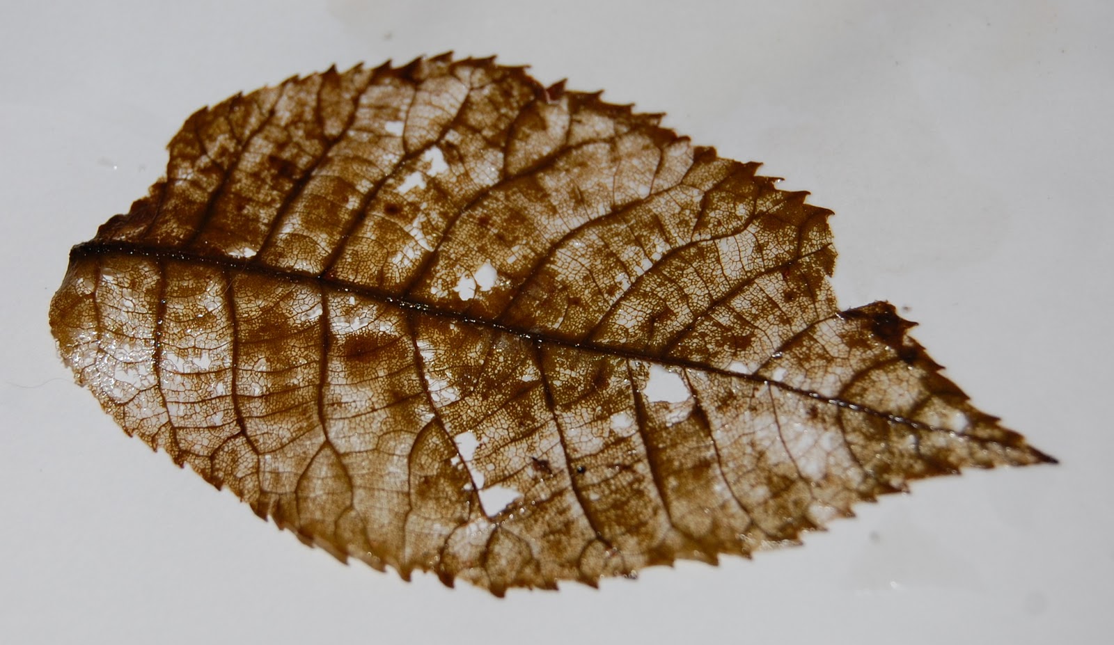 My Art Glass World How to create skeleton leaves