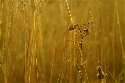 chardon au petit matin