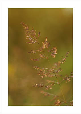 le Pâturin commun (Poa trivialis)