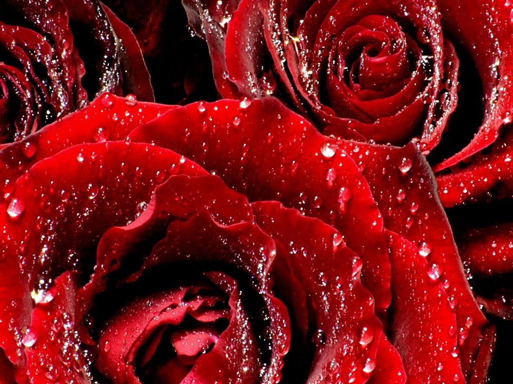 Kushal Rose King of Flowers