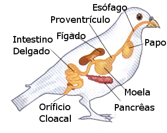 Aprende Todo lo Referente Sobre el Sistema Digestivo de las Aves