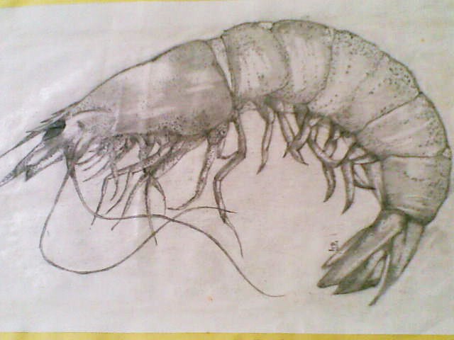 80 Terpopuler Gambar Lukisan Udang Gambar Lukisan