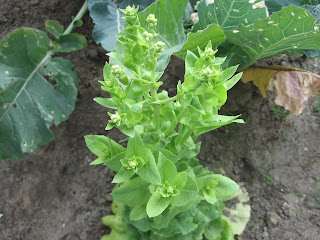 Plow Your Lawn, Grow Some Food: Lettuce flowers?