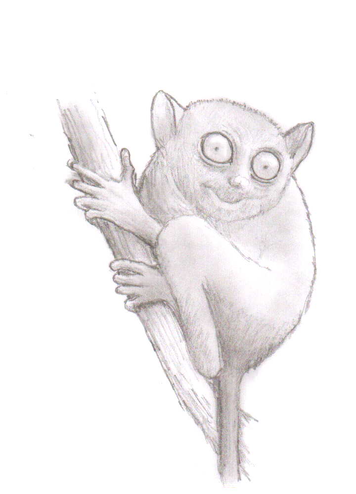 tarsier coloring pages - photo #14