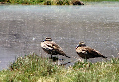 Patos silvestres