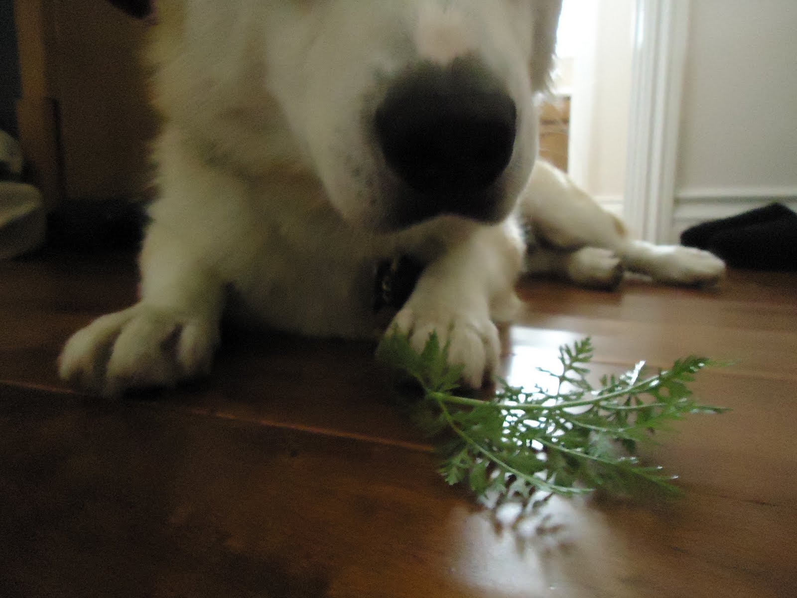 Thyme To Garden Now Does Your Dog Eat Vegetables?