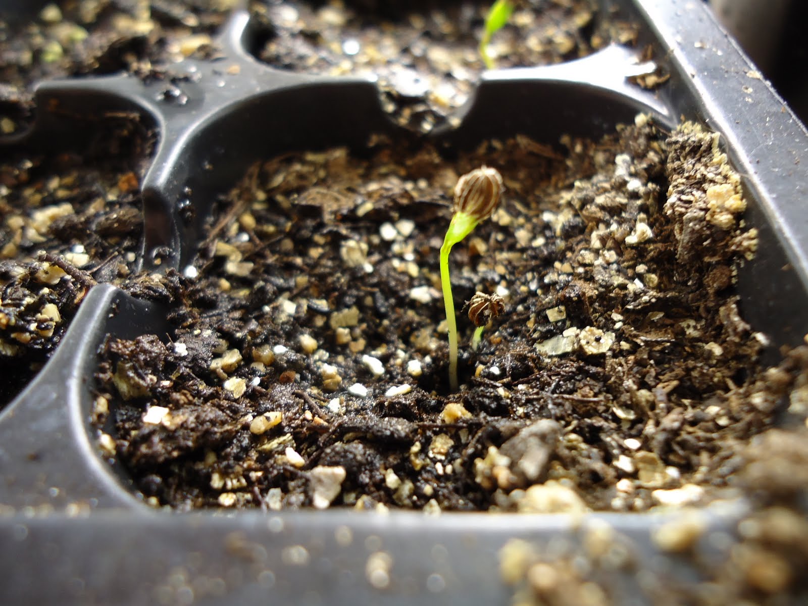 Thyme To Garden Now Saving and Germinating Parsley Seeds