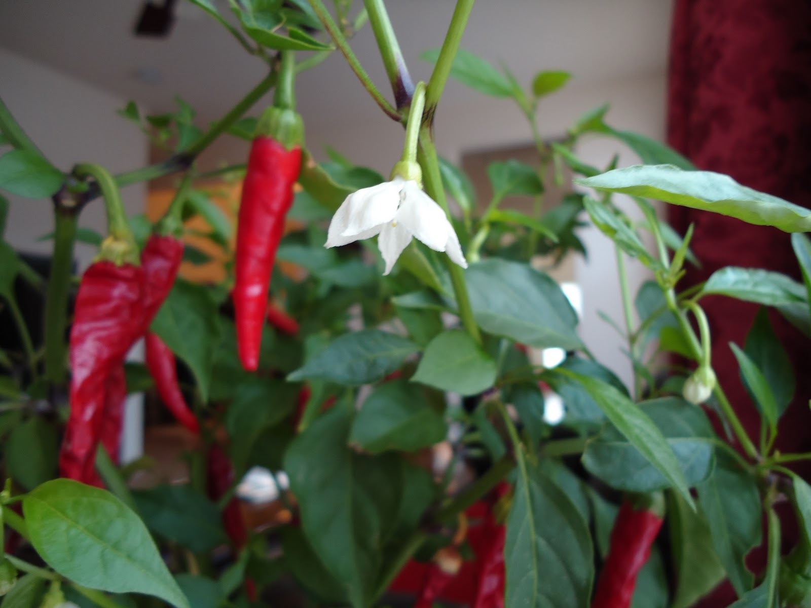 Thyme To Garden Now 12/13 Harvest December Peppers