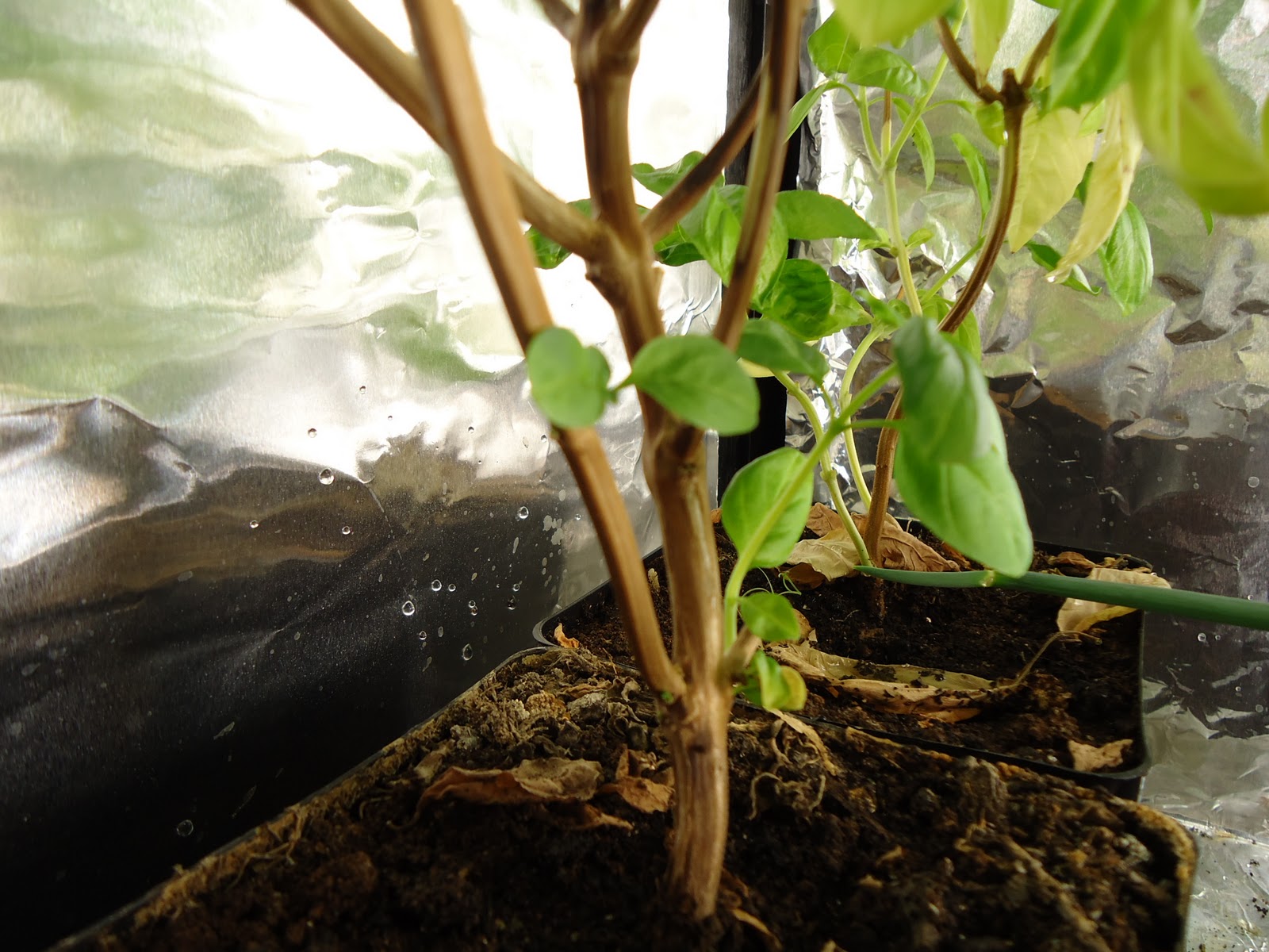 Thyme To Garden Now: January 2011