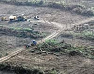 se deforestan 32 hectáreas por hora para plantar soja