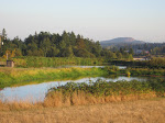 Farm Pond