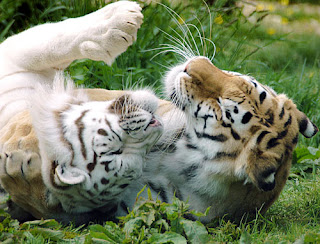 CheckItLive.com - live web cams: Rare White Tiger becomes a Teenager
