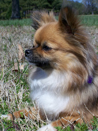 Gracie Lou