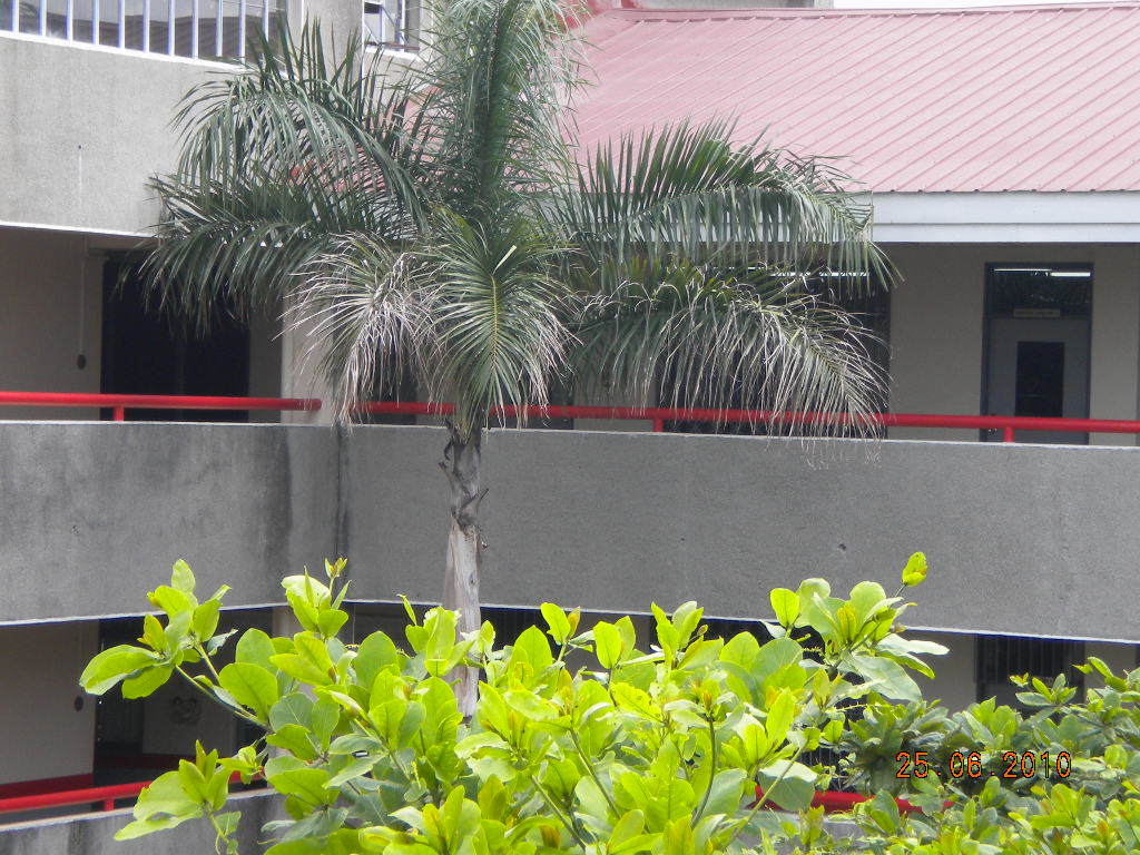 My Journey Beautiful trees in the Philippines