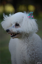 Bia (Poodle) - 9 anos