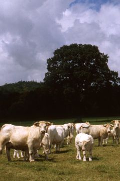 [boeufs+blancs+allÃ©gÃ©s.jpg]