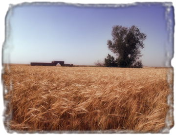 [wheat2.jpg]