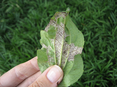 eyed susan leaves offshoots leaf terrible infection when 2009