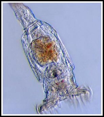 Bio Cult: Rotíferos