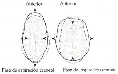 Fases de flexión-extensión craneal