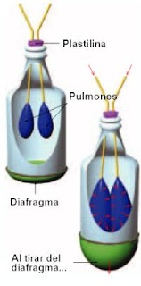 El Diafragma - El mecanismo Respiratorio