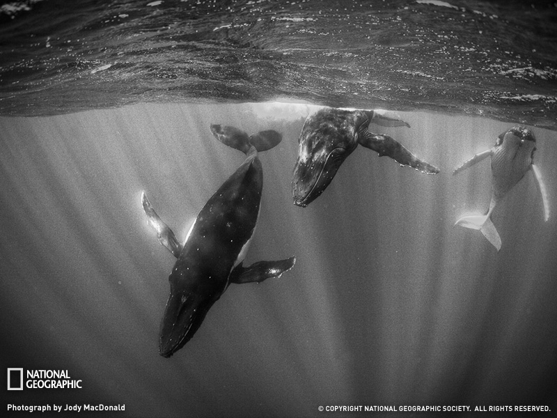 [humpback-whales-tahiti-sw.jpg]